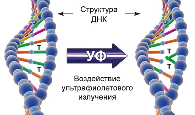 Влияние ультрафиолета на ДНК бактерий и вирусов
